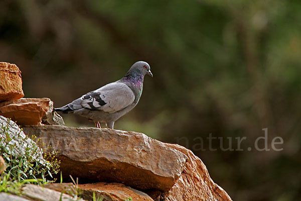 Felsentaube (Columba livia)