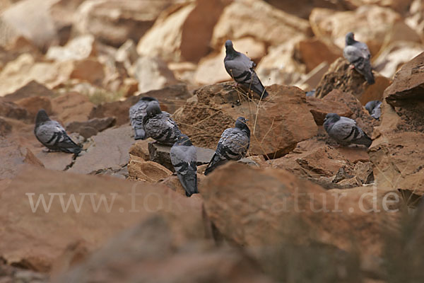 Felsentaube (Columba livia)