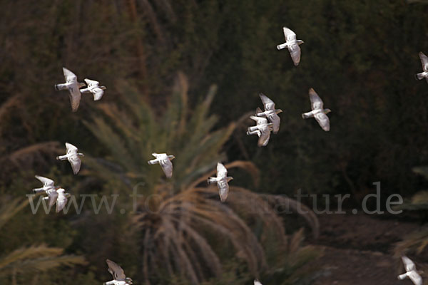 Felsentaube (Columba livia)