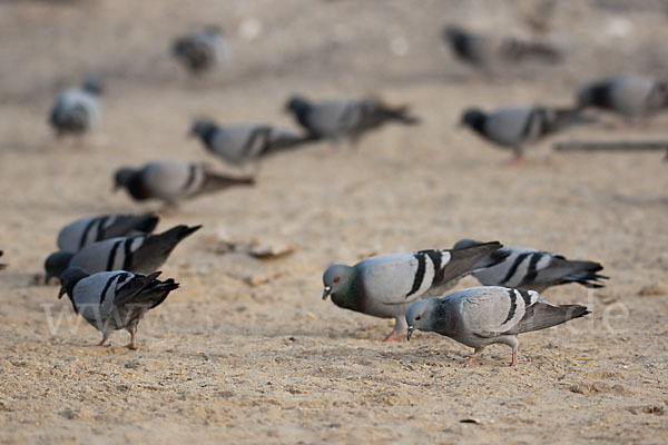 Felsentaube (Columba livia)