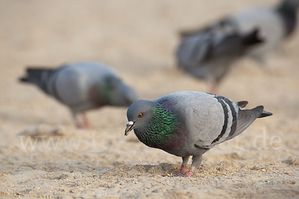 Felsentaube (Columba livia)