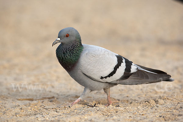 Felsentaube (Columba livia)