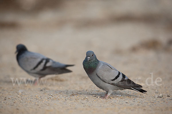 Felsentaube (Columba livia)