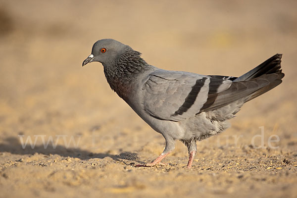 Felsentaube (Columba livia)