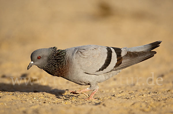 Felsentaube (Columba livia)