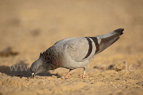 Felsentaube (Columba livia)