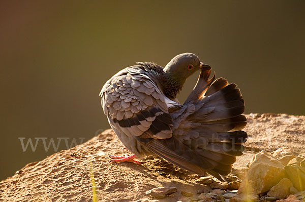 Felsentaube (Columba livia)