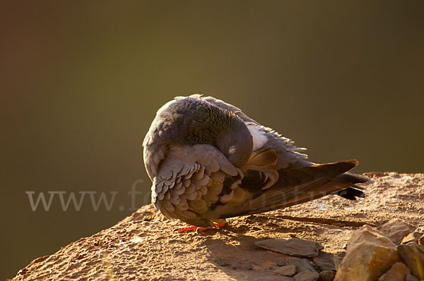 Felsentaube (Columba livia)