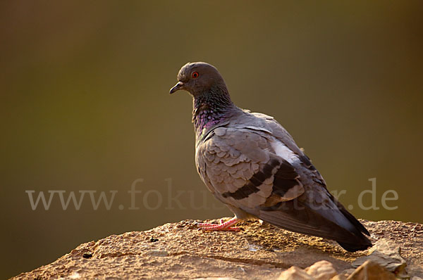 Felsentaube (Columba livia)