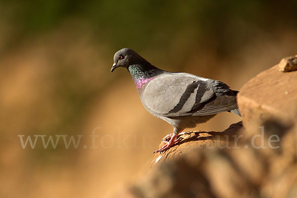 Felsentaube (Columba livia)