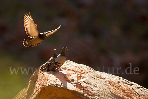 Felsentaube (Columba livia)