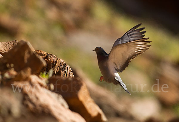 Felsentaube (Columba livia)