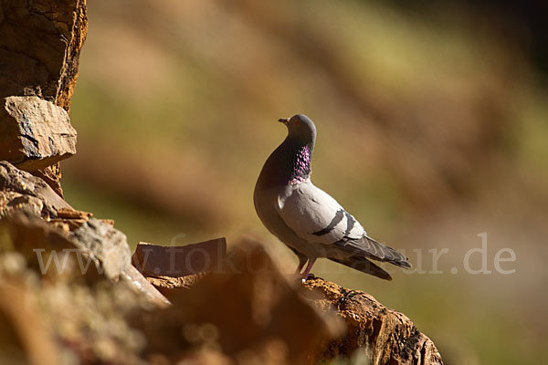 Felsentaube (Columba livia)