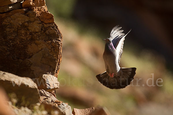 Felsentaube (Columba livia)