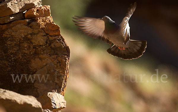 Felsentaube (Columba livia)