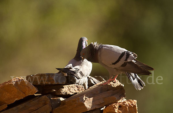 Felsentaube (Columba livia)