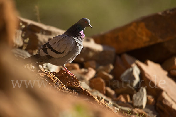 Felsentaube (Columba livia)