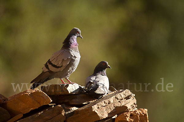 Felsentaube (Columba livia)