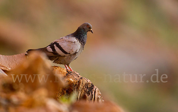 Felsentaube (Columba livia)