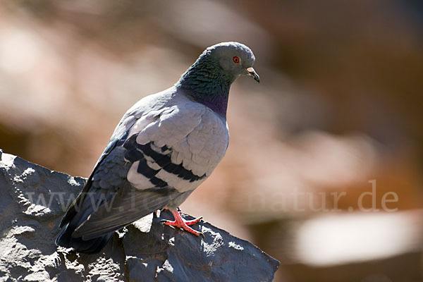 Felsentaube (Columba livia)