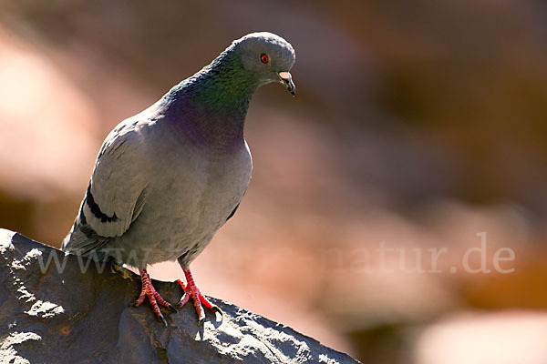 Felsentaube (Columba livia)