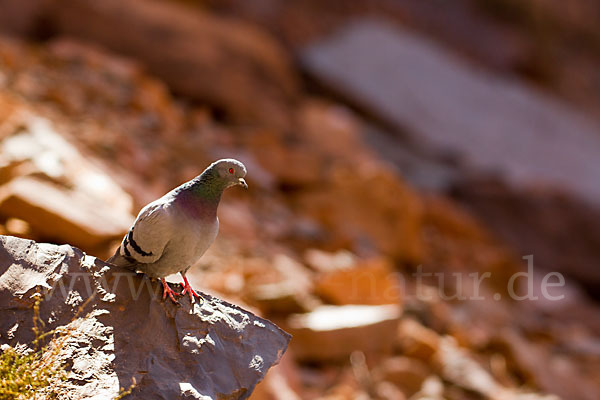 Felsentaube (Columba livia)