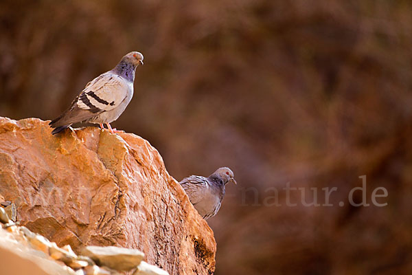 Felsentaube (Columba livia)