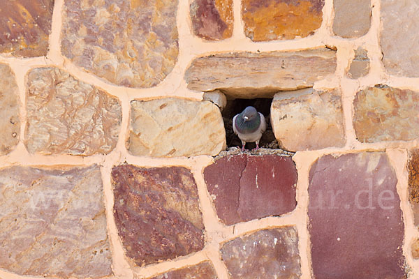 Felsentaube (Columba livia)