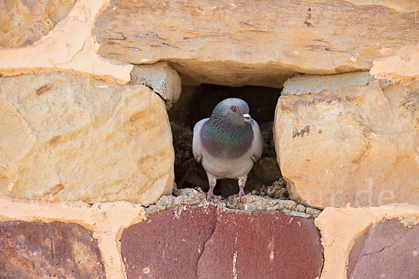 Felsentaube (Columba livia)