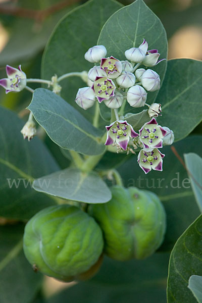 Fettblattbaum (Calotropis procera)