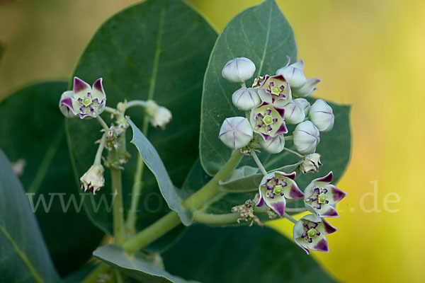 Fettblattbaum (Calotropis procera)