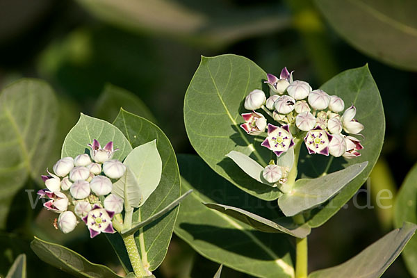 Fettblattbaum (Calotropis procera)