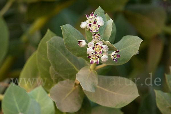 Fettblattbaum (Calotropis procera)