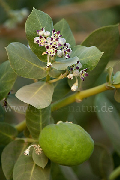 Fettblattbaum (Calotropis procera)