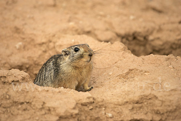 Fette Sandratte (Psammomys obesus)