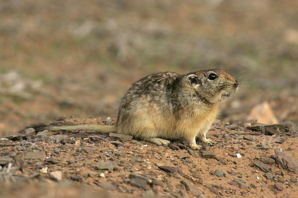 Fette Sandratte (Psammomys obesus)