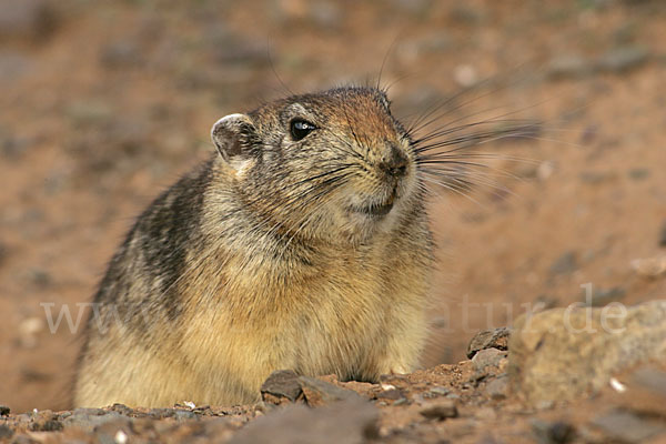 Fette Sandratte (Psammomys obesus)