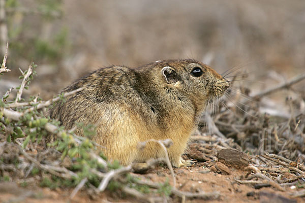 Fette Sandratte (Psammomys obesus)