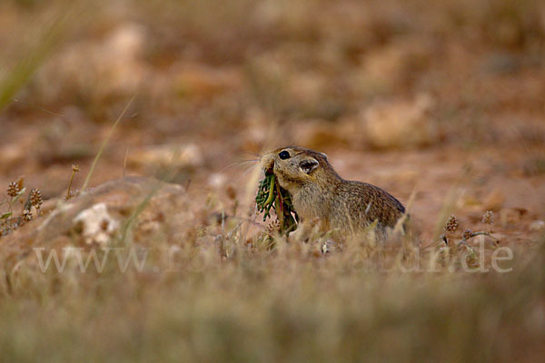 Fette Sandratte (Psammomys obesus)