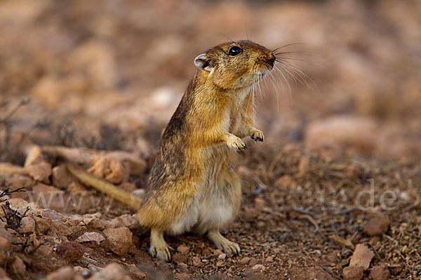 Fette Sandratte (Psammomys obesus)