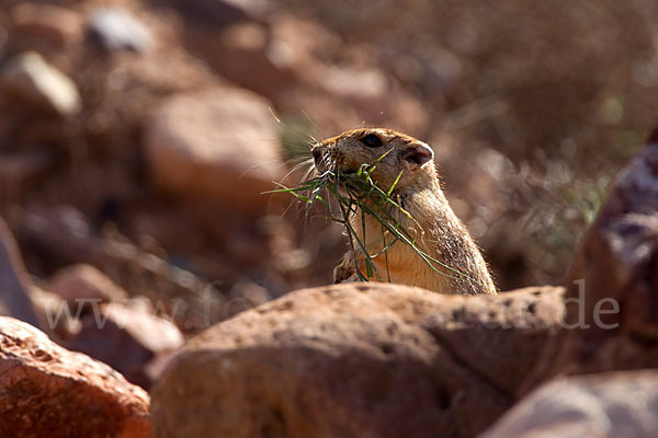 Fette Sandratte (Psammomys obesus)