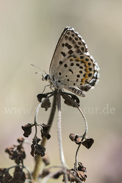 Fetthennenbläuling (Scolitantides orion)