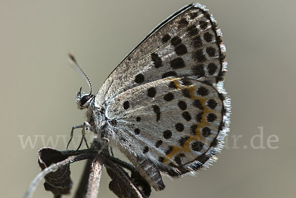 Fetthennenbläuling (Scolitantides orion)