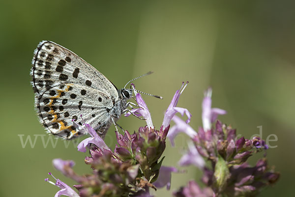 Fetthennenbläuling (Scolitantides orion)