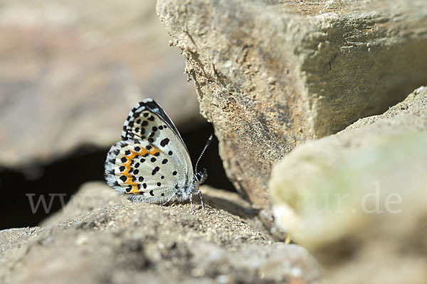 Fetthennenbläuling (Scolitantides orion)