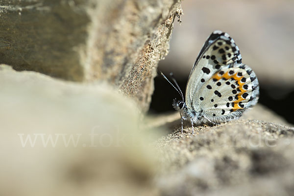 Fetthennenbläuling (Scolitantides orion)