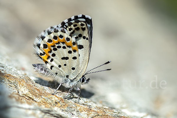 Fetthennenbläuling (Scolitantides orion)