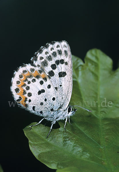 Fetthennenbläuling (Scolitantides orion)