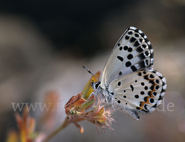 Fetthennenbläuling (Scolitantides orion)