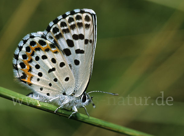 Fetthennenbläuling (Scolitantides orion)